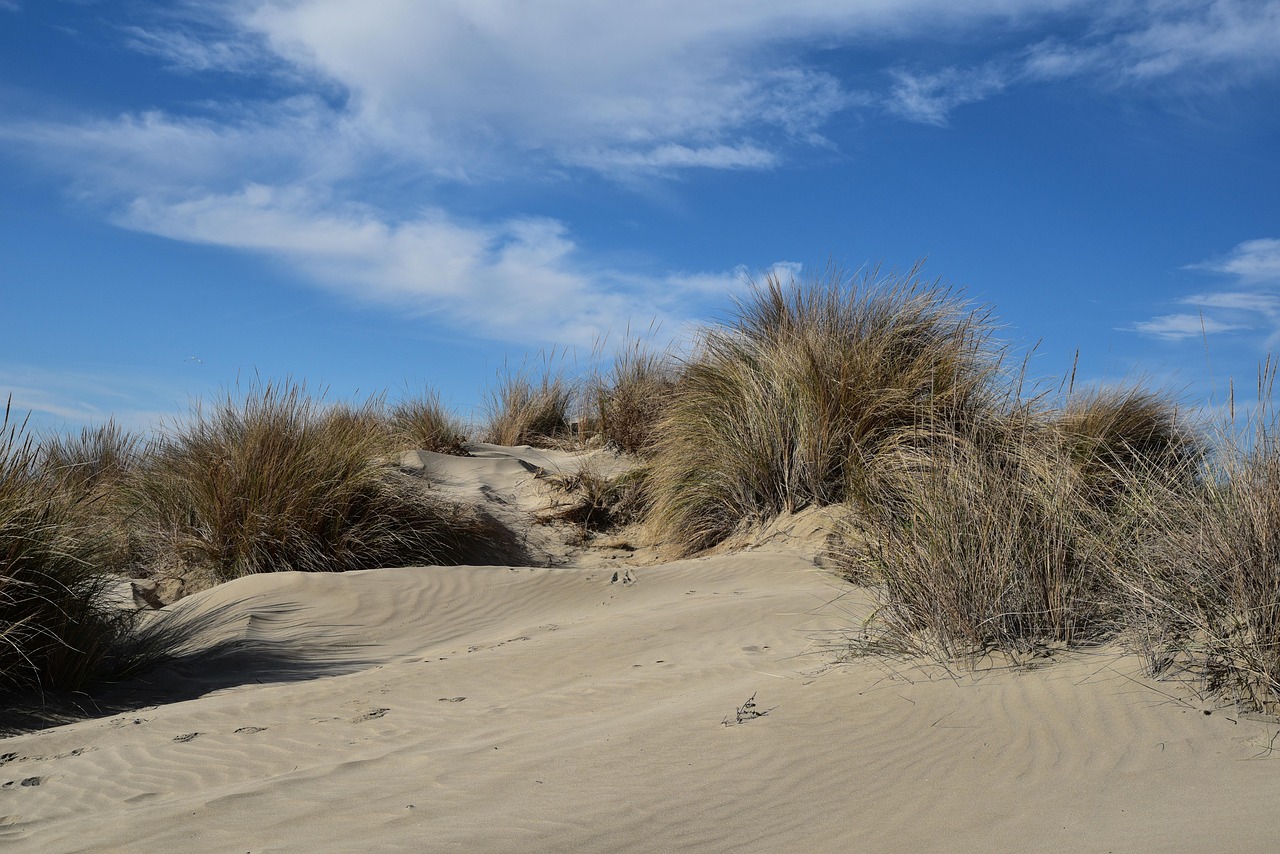 Windgeformte Dünen mit hohem Strandgras