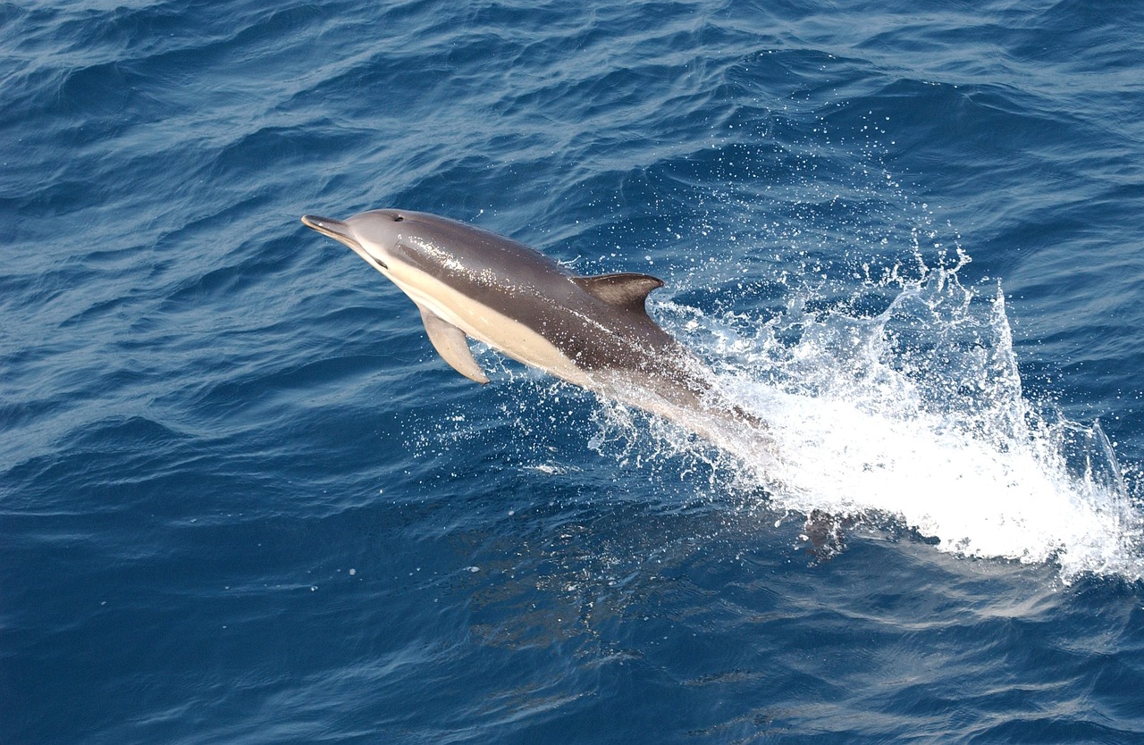 Springender Delfin im Meer