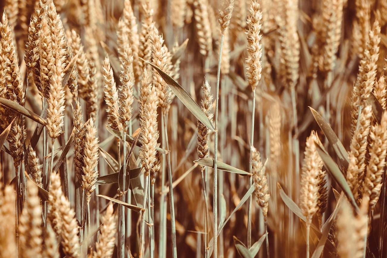 Reife Hartweizenähren kurz vor der Ernte