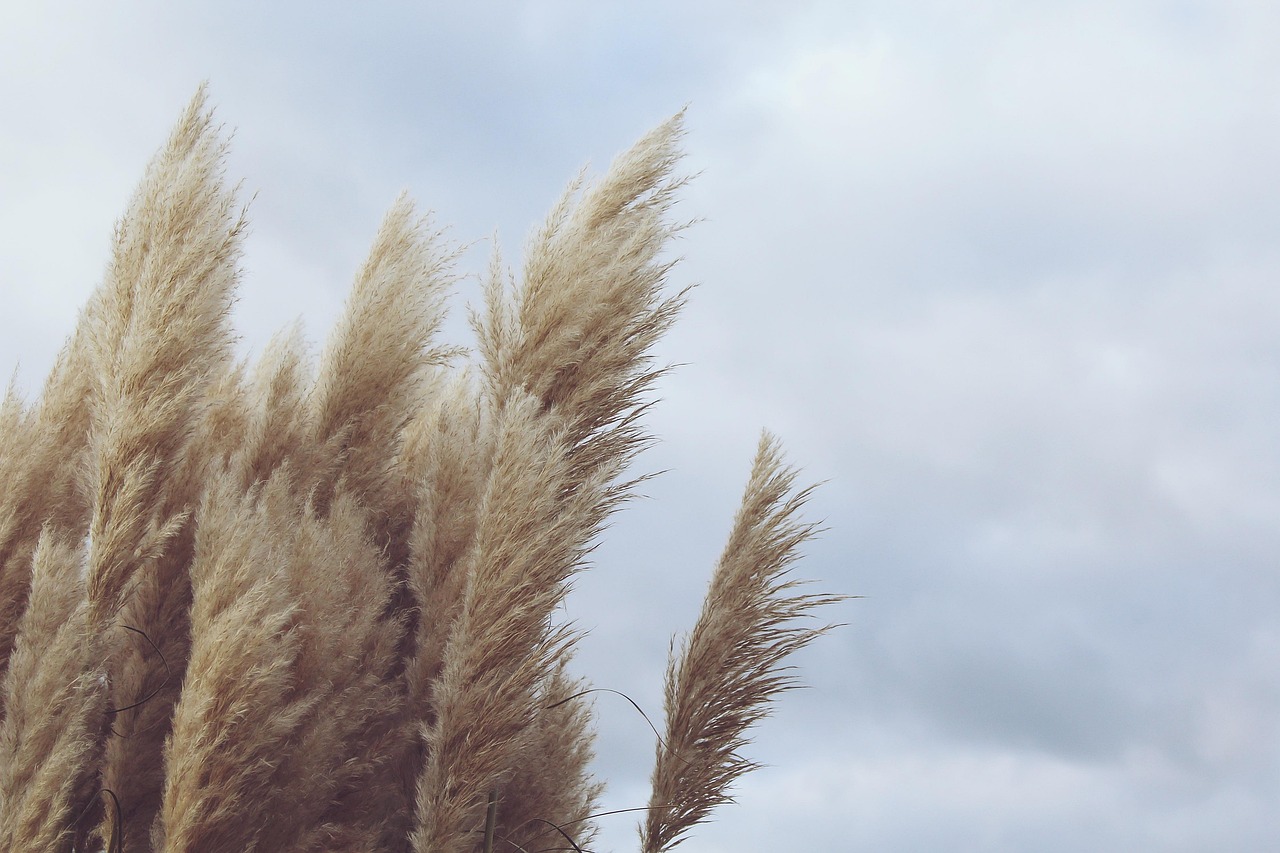 Hohe Schilfrohr-Halme im Wind