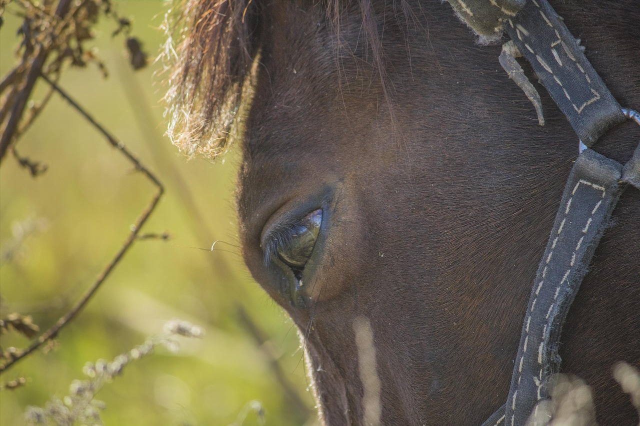 Pferd auf Sardinien