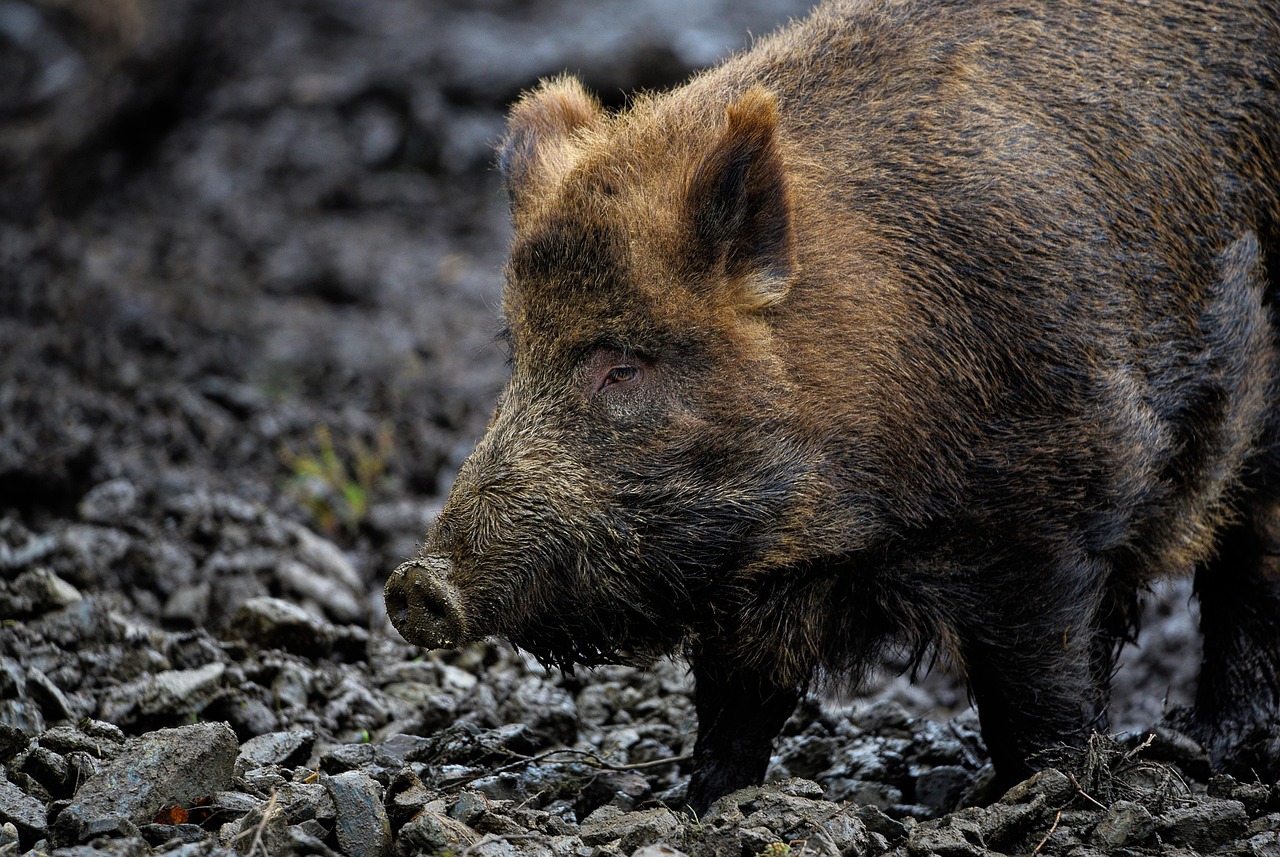 Wildschwein in freier Natur